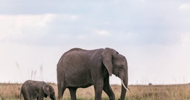 Photo by Antony Trivet: https://www.pexels.com/photo/elephants-strolling-on-field-in-nature-6057173/