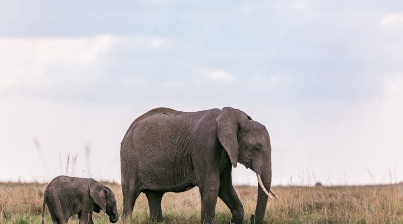 Photo by Antony Trivet: https://www.pexels.com/photo/elephants-strolling-on-field-in-nature-6057173/