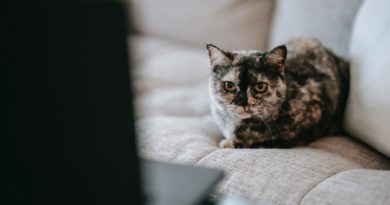 Photo by Sam Lion: https://www.pexels.com/photo/cute-curious-cat-watching-video-on-laptop-sitting-on-couch-6001385/