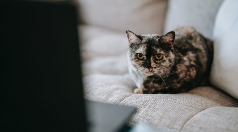 Photo by Sam Lion: https://www.pexels.com/photo/cute-curious-cat-watching-video-on-laptop-sitting-on-couch-6001385/